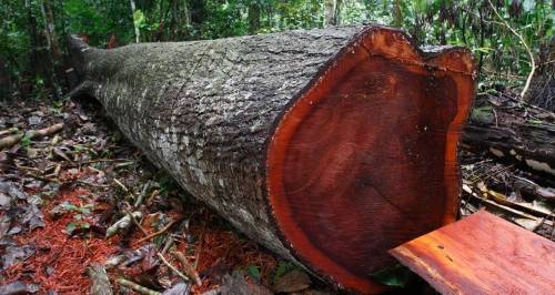 cedro rojo del este en taiga